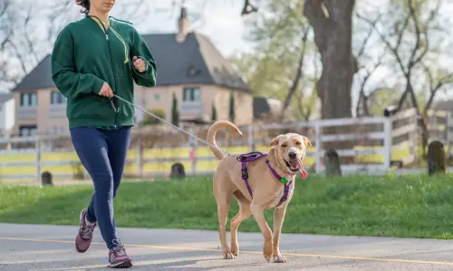 woman walking dog