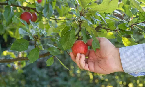 low hanging fruit